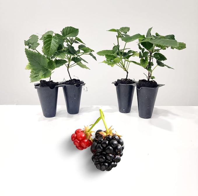 BlackBerry Plants Sweetie Pie Live for Sale (4 Pack) | Easy to Grow Plants | Edible Fruit Plant for Sustainable Living | Grow Your own Food on Your Edible Organic Garden| Live for Planting| 2 in Pot