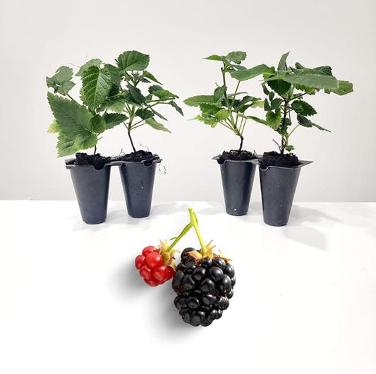 BlackBerry Plants Sweetie Pie Live for Sale (4 Pack) | Easy to Grow Plants | Edible Fruit Plant for Sustainable Living | Grow Your own Food on Your Edible Organic Garden| Live for Planting| 2 in Pot