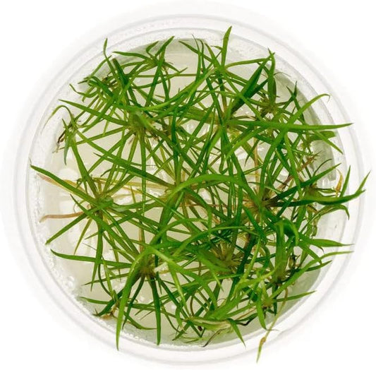 SubstrateSource Live Plant - Echinodorus tenellus 'Micro' - Foreground Rosette for Carpeting, Snail-Free in Vitro Aquarium Plant - Tissue Culture