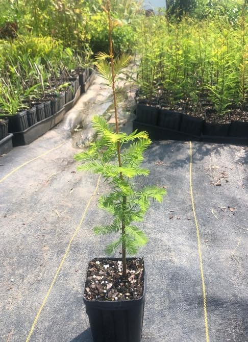Eastern Red Cedar Tree - 10-16" Tall Live Plant - Quart Pot - Redcedar Juniper Evergreen Seedling - Juniperus virginiana
