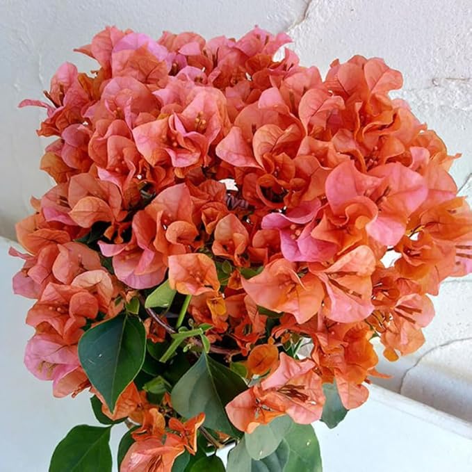 2 Bougainvillea Plants Live, Trailing Flowering Vines, 5-9” Tall, Well-Rooted Bougainvillea Trees for Outdoor Garden or Patio (Glow Bougainvillea)