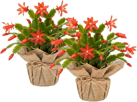 Set 2 Christmas Cactus Plants Live, Hanging Baskets Houseplants, Holiday Cactus Indoor Plants Live Well-Rooted 4-9" Tall, No Pot (Red)