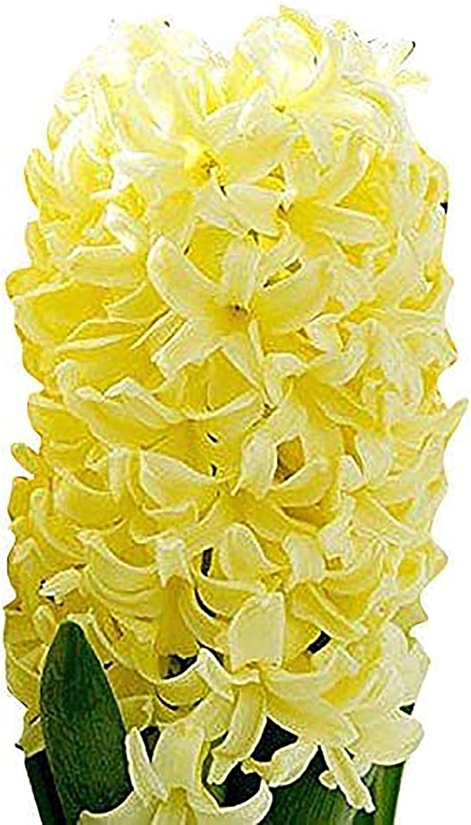 5 Yellow Queen Hyacinth Bulbs - Top Size 16-17 cm, Vibrant Yellow Spring Blooms, Premium Quality for Garden Beds, Borders & Containers