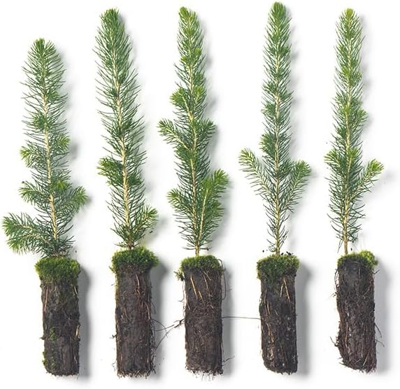 White Spruce Live Tree Seedling Plugs | 6"-12" | Arbor Day Foundation (5-Pack)