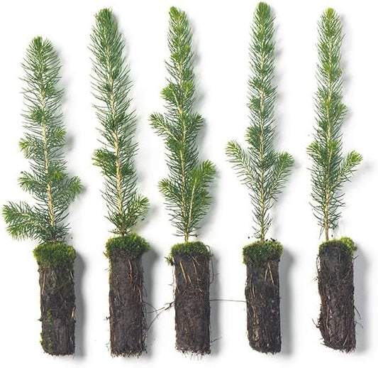 White Spruce Live Tree Seedling Plugs | 6"-12" | Arbor Day Foundation (5-Pack)