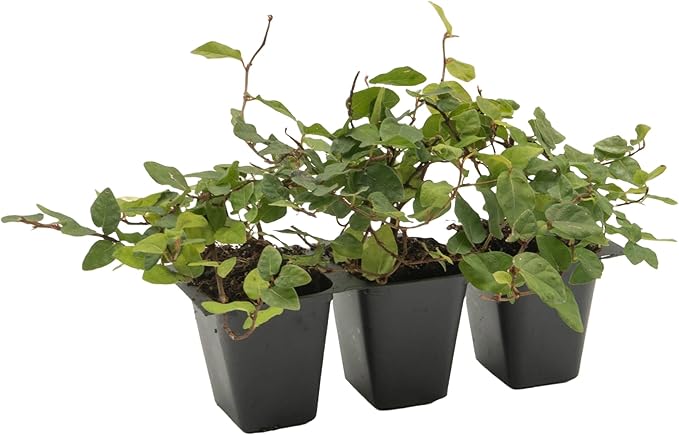 3 Creeping Fig, Live Plants – Ficus Repens – Fast-Growing & Versatile Climbing Vine in 2.5” Nursery Cubes – Perfect for Living Walls, Topiaries, Ground Cover & Indoor/Outdoor Decor