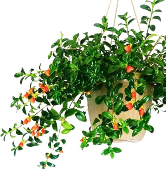 Trailing Goldfish Plant Live Potted 4 Inc, Tropical Goldfish Plant for Hanging Basket, Houseplant Indoor Live Plant