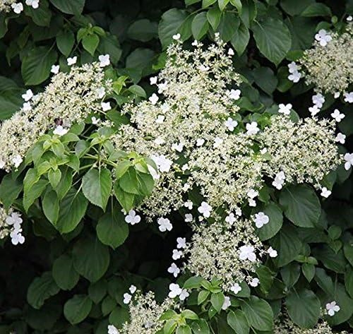Climbing Hydrangea Anomala (petiolaris) - Live Plant - (1 QT)