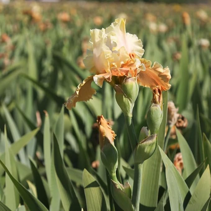 Invitation Reblooming Bearded Iris - Naturalizing Perennial Flower - Attracts Butterflies and Great for Cut Floral Arrangements - Easy to Grow Fall Planting Bulbs by Willard & May