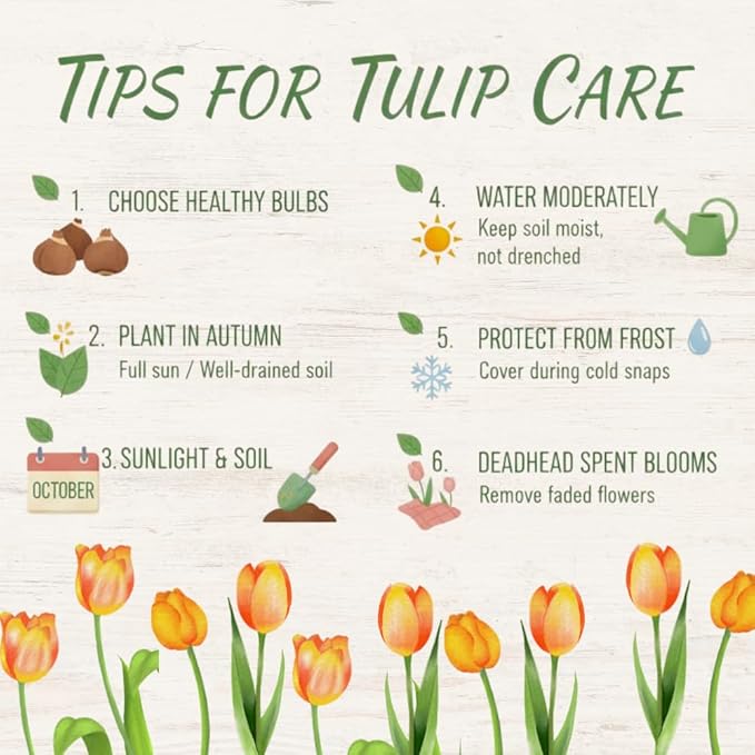20 Mix Tulip Bulbs for Fall Planting, Vibrant Spring Blooms, Easy Fall Planting, Bulk Tulips Bulbs Perennial Flowers, Medium Size Bulbs Ready to Grow (Mix Single Tulip Bulbs)