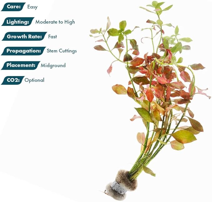 SubstrateSource Live Plant - Ludwigia Ovalis - Easy Care, Moderate to High Light, Green to Orange Accent, Freshwater Aquatic Plant for Aquascaping - Lead Bunch