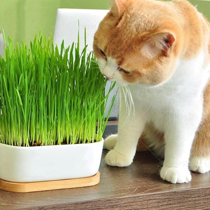 Gardenera Cat Grass Growing Medium - Provide Your Cat with a Fun and Healthy Source of Greens - 20 QUARTS