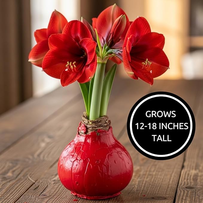 Three Red Waxed Amaryllis Bulbs – Christmas Office Gift Exchange Idea - Favorite Things Party - No Watering or Soil Needed - Live Holiday Gift Plant - Festive, Easy Care (3 Bulbs)