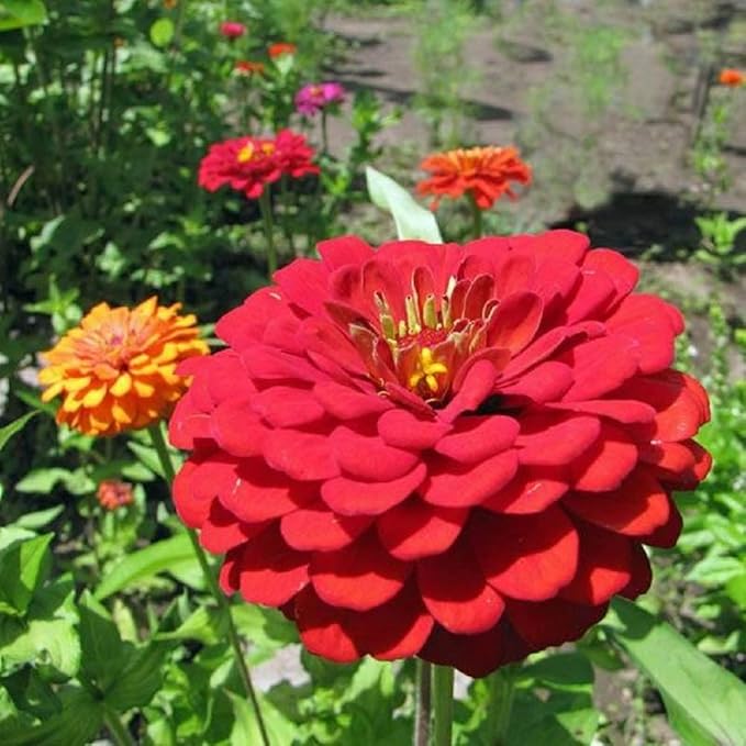 Exquisite Zinnia Flower Seeds, 25 Count COOL BEANS N SPROUTS Brand. Non-GMO. Home Gardening.
