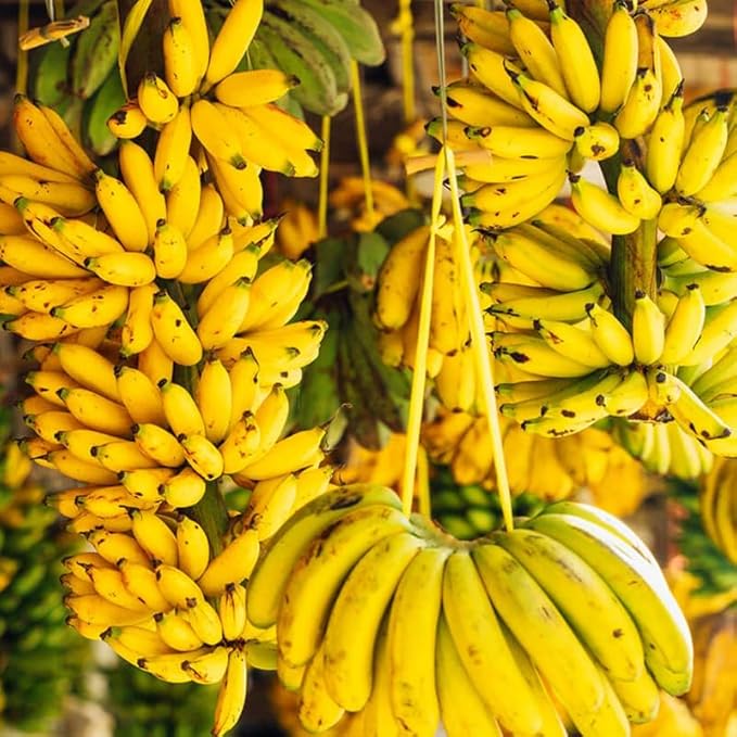 Grand Nain Banana Plant Live for Planting, Banana Trees Live Plants for Outdoor Indoor Planting, Cold Hardy, 4-7" in Tall, No Pot, Musa Plant