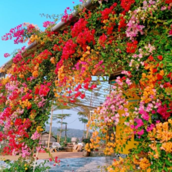 2 Bougainvillea Plants Live, Trailing Flowering Vines, 5-9” Tall, Well-Rooted Bougainvillea Trees for Outdoor Garden or Patio (Mix Bougainvillea)