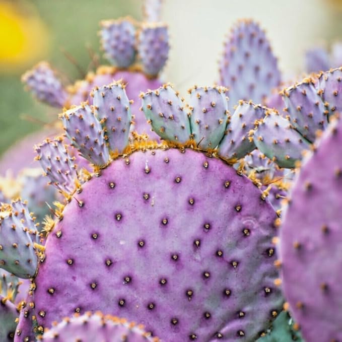 Live Purple Prickly Pear Cactus Plants, Hardy Perennial Succulents Plant, 3.5 Inch Pot for Outdoor Garden