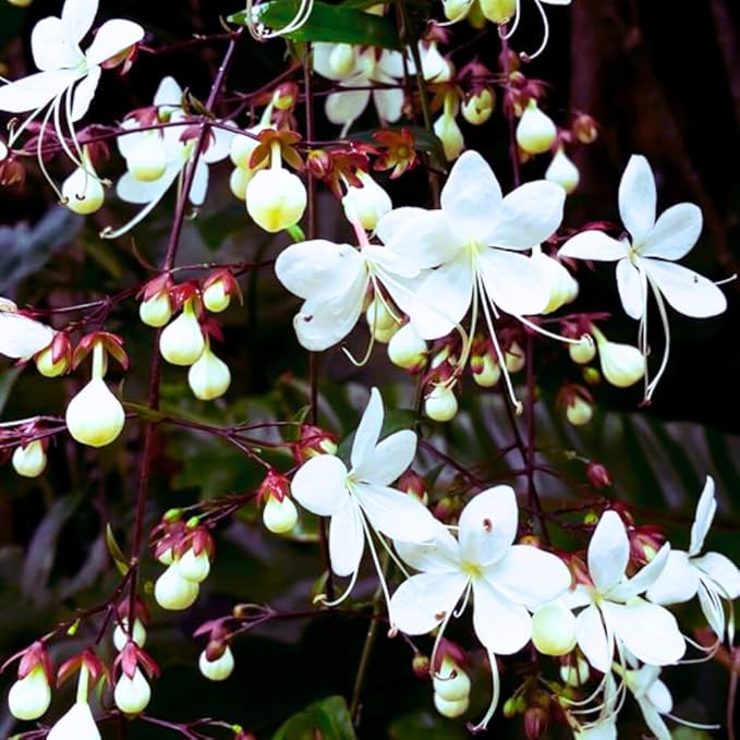 1 Clerodendrum Wallichii Plant Smithianum - Light Bulb White Chain of Glory Clerodendrum Live Plant - 4-9 Inc Tall - Great for Beautifying Indoor and Outdoor Spaces