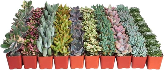 Shop Succulents Pastel Succulent Plant Pack Bulk Collection - Live Mini Succulent Plants, Low Maintenance, Bright & Serene Colors & Textures - Wedding and Party Favors, Gift & Garden, Pack of 32