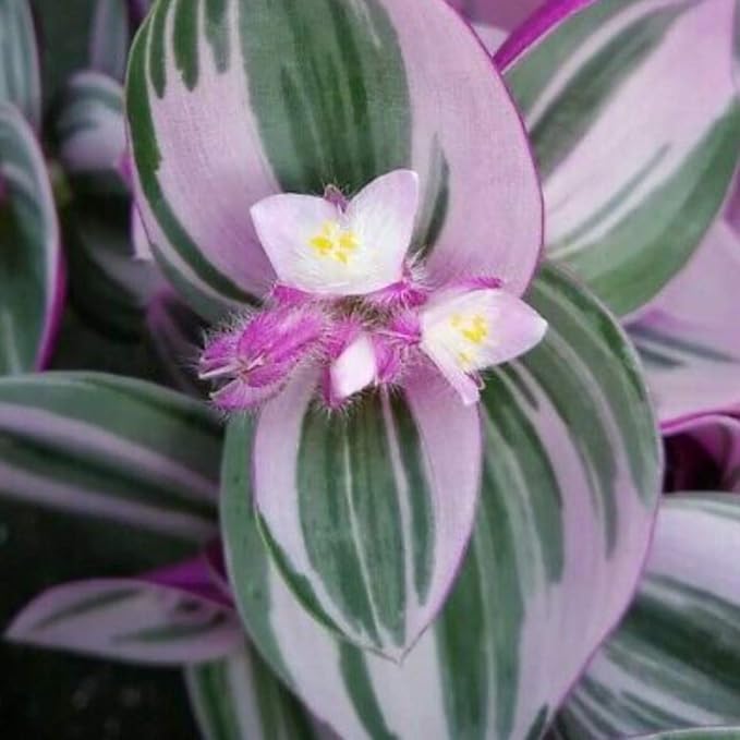 Rare Nanouk Pink Tradescantia - 2" Pot - Collector's Series