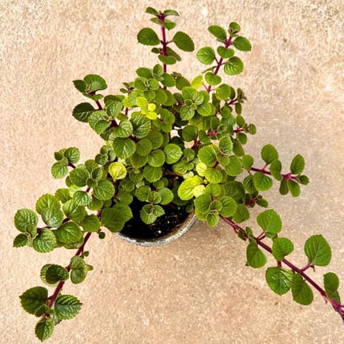 Purple Swedish Ivy Live Plants in 4'' Pot, Hardy Ivy Vine Plant for Trellis, Ground Cover, Live Indoor Houseplants