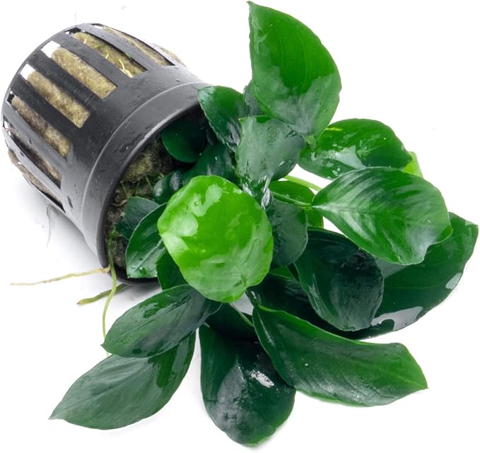 SubstrateSource Anubias Live Aquarium Plants - Potted Freshwater Plant for Fish Tanks, Terrariums - Beginner Friendly Low Light (Barteri Broad Leaf, 1 Pot)