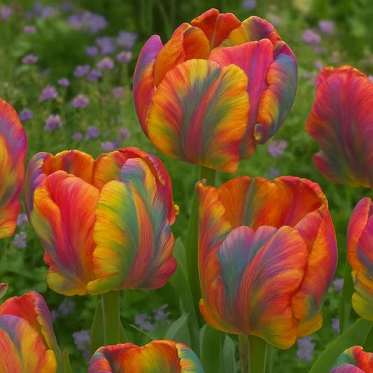 Rainbows Parrot Tulip Bulbs for Planting - Huge Bulbs for Huge Flowers, Grow Huge Rainbow Tulips (20 Bulbs)