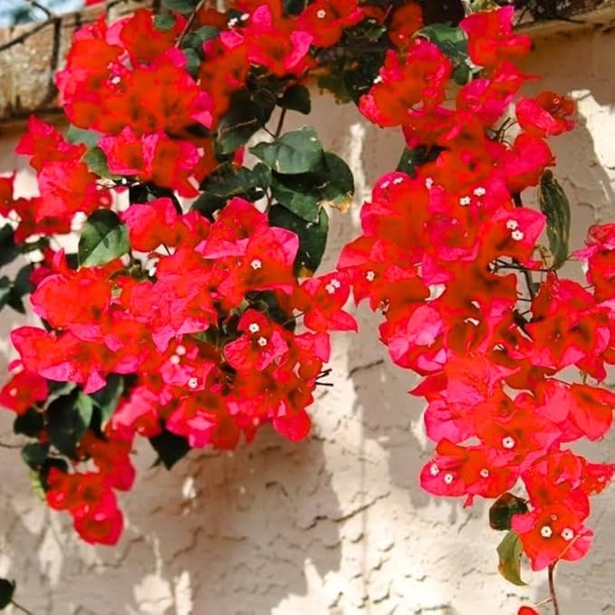2 Bougainvillea Plants Live, Trailing Flowering Vines, 5-9” Tall, Well-Rooted Bougainvillea Trees for Outdoor Garden or Patio (Red Bougainvillea)