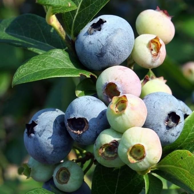 Sunshine Blueberry Plant Live for Planting, 4-8 Inch Tall Starter Plant, Hardy Blueberry Bush for Garden or Patio