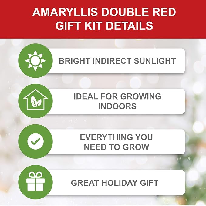 Garden State Bulb Red Double Amaryllis Bulb Gift Kit, 26/28cm, Decorative Planter (Red Ceramic)