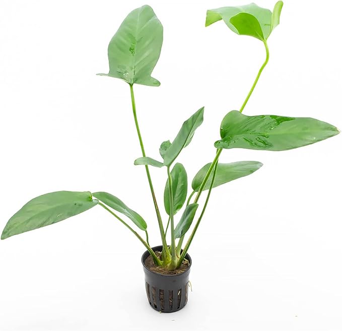 SubstrateSource Anubias Live Aquarium Plants - Potted Freshwater Plant for Fish Tanks, Terrariums - Beginner Friendly Low Light (Hastifolia, 1 Pot)