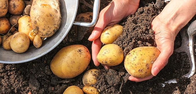 Simply Seed™ - 5 Lb Seed Potatoes Non GMO Red Pontiacs and German Butterballs