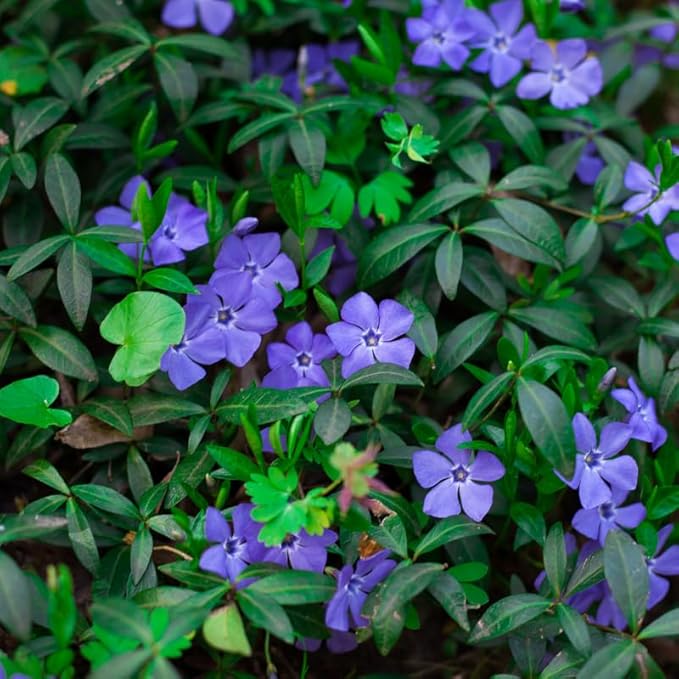 12 Vinca Plants, Vinca Minor Ground Cover Plant, Blue Flowers Periwinkle Plants, Perennial Vine Bare Roots