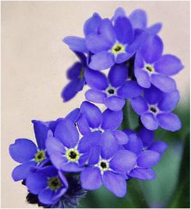 Indigo Blue Forget Me Not Seeds - 5000 Seeds for Ground Cover for Tulips and Other Bulbs