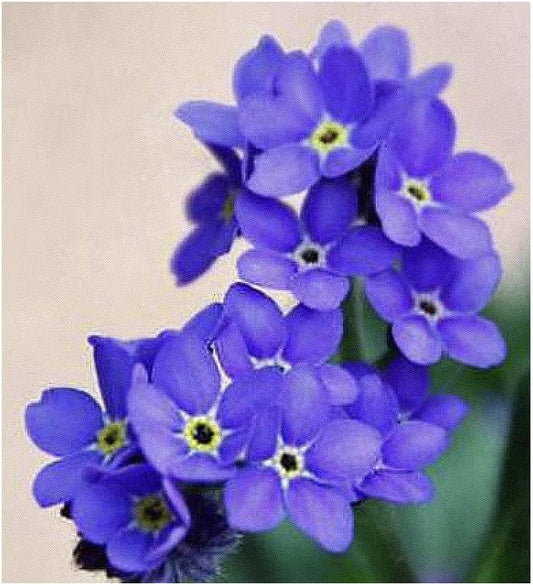 Indigo Blue Forget Me Not Seeds - 5000 Seeds for Ground Cover for Tulips and Other Bulbs