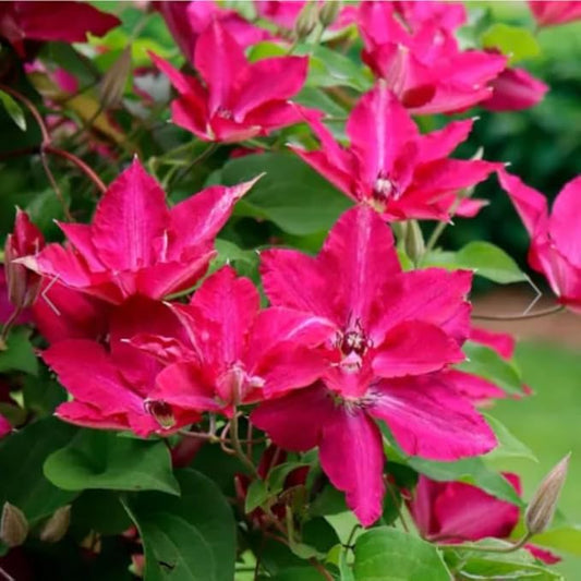 Pink Clematis Vine Plants Live in Pot, 8 Months Old Seedlings Climbing Flowering, Outdoor Trellis Fences, Cold Hardy