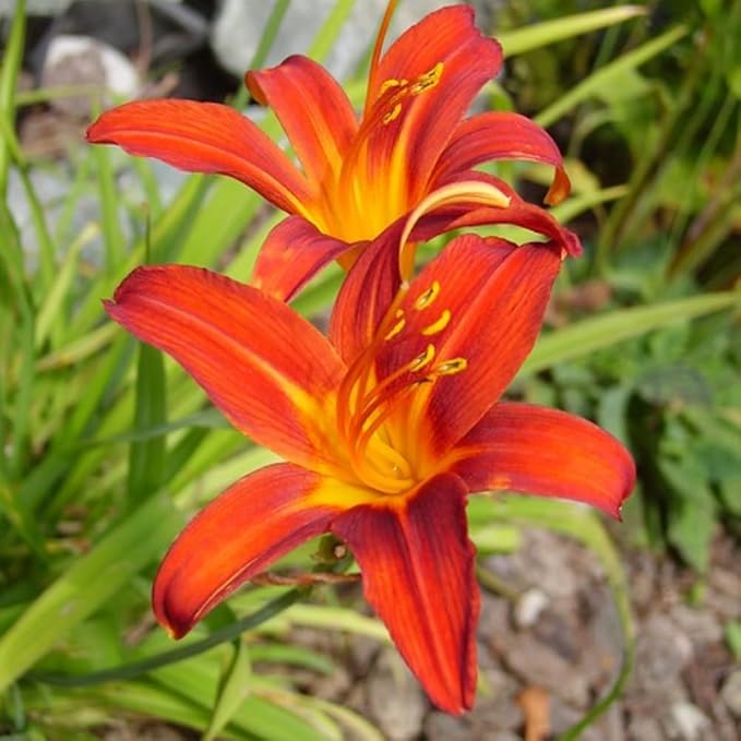 3 Orange Daylily Bulbs for Planting, Reblooming Daylilies Bulbs, Perennial Flowers Bulbs
