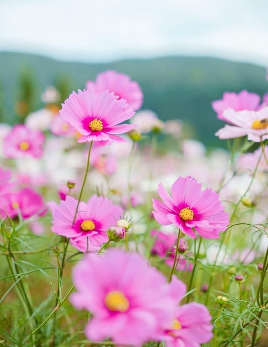 2000+ Cosmos Seeds – Easy to Grow Annual Flower Blend in Mixed Colors – Heirloom, Non-GMO, USA Grown – Throw and Grow Wild Flower Seeds for Garden and Landscaping
