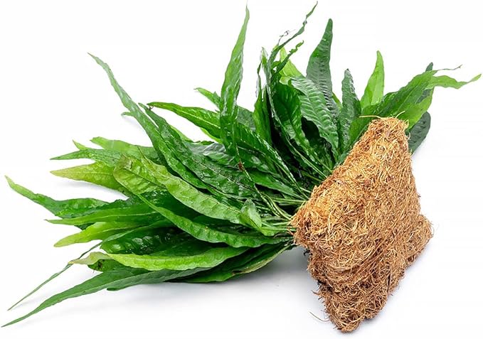 SubstrateSource Live Aquarium Plants on Driftwood, Lava Rock, Moss, Fiber Mat - Freshwater Fish Tanks - Easy, Beginner Friendly (Java Fern, Fiber Mat (Large))
