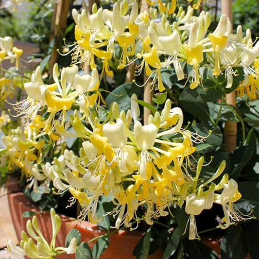 Honeysuckle Plant Live for Planting, Lonicera Honeysuckle Vine, Very Hardy, in 2.5 Inc Pot, Fragrant Yellow Bloom