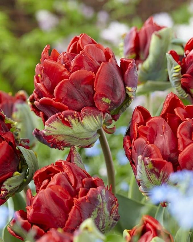 20 Tulip Bulbs for Fall Planting, Top Size Tulips Bulbs Perennial Flowers, Vibrant Spring Blooms, Easy Fall Planting (Red Tulip Collection)