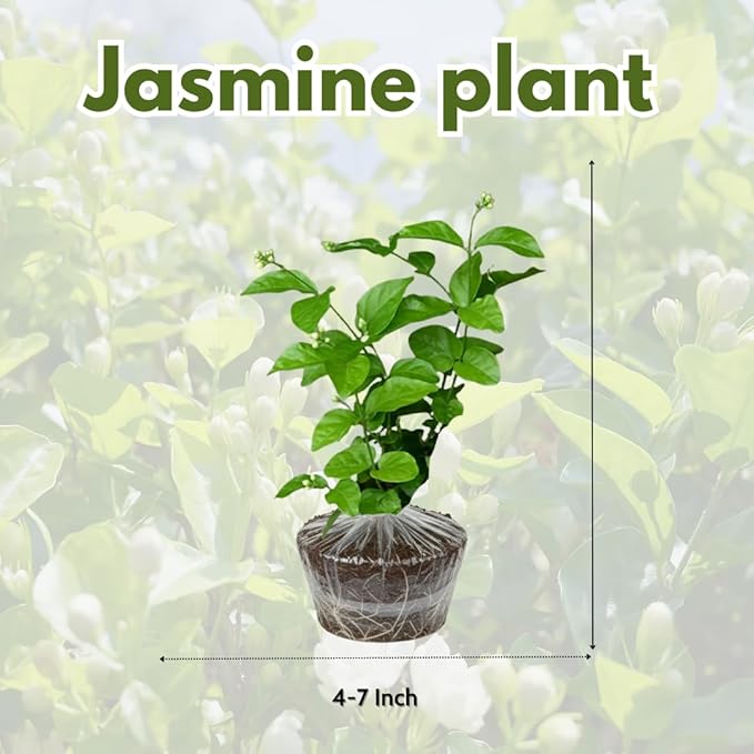 Grand Duke Jasmine Live Plant, Fragrant White Flowers Plant for Growing, 4-7 Inch Tall, No Pot