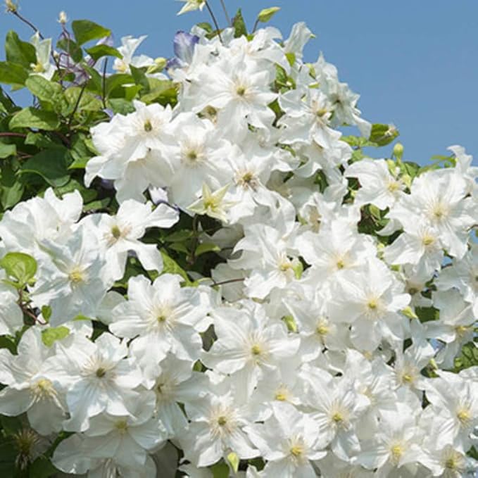 Random Clematis Vine Plants Live in Pot, 8 Months Old Seedlings Climbing Flowering, Outdoor Trellis Fences, Cold Hardy