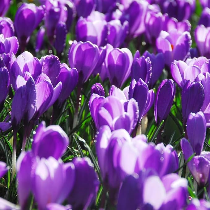 Remembrance Crocus Flower Bulbs - 10 Bulbs per Pack - Naturalizing - Perennializing