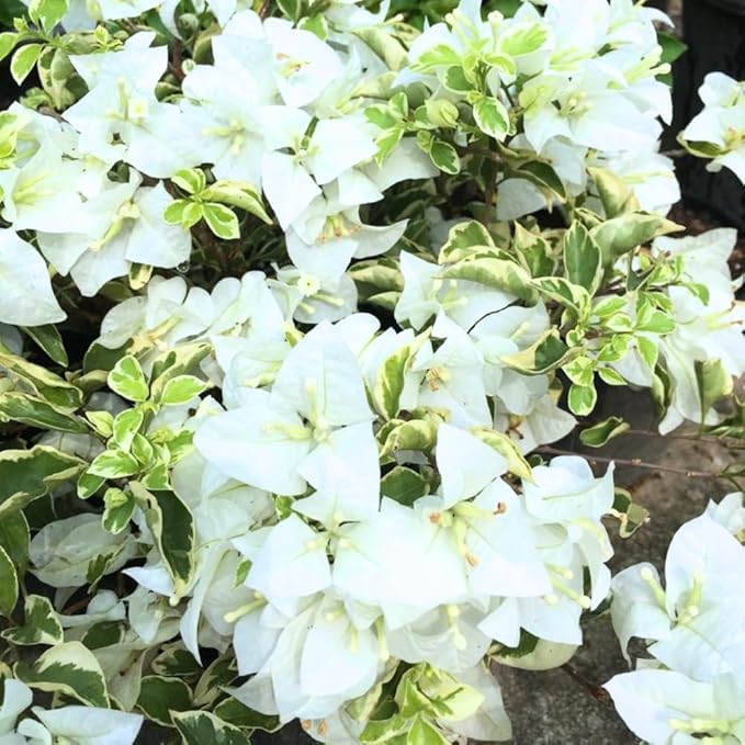 2 Bougainvillea Plants Live, Trailing Flowering Vines, 5-9” Tall, Well-Rooted Bougainvillea Trees for Outdoor Garden or Patio (Coconut Ice Bougainvillea)