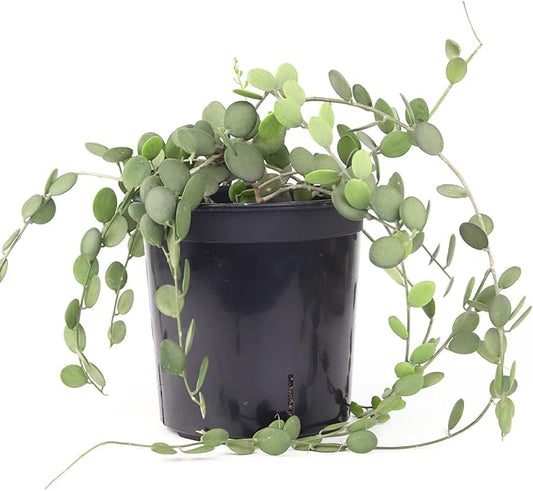 SUCCULENTS BOX Rare Xerosicyos danguyi 'Silver Dollar Vine' (6" Grower Pot) - Penny Plant - Rare Succulent Plant Live - Trailing Indoor Houseplant - Unique Exotic Houseplant for Home and Office Decor