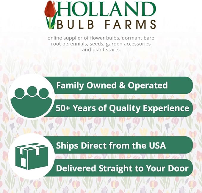 Persian Pearl Botanical Tulips Flower Bulbs - 25 Bulbs per Pack - Deer Resistant - Grows Well in Containers - Naturalizing - Perennializing