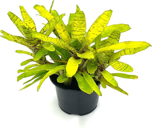 ragnaroc Live Plants – Bromeliad Neoregelia Tigrina, 8-12" in 6" Pot - 1ct - Live Arrival Guaranteed - House Plants for Home Decor & Gift