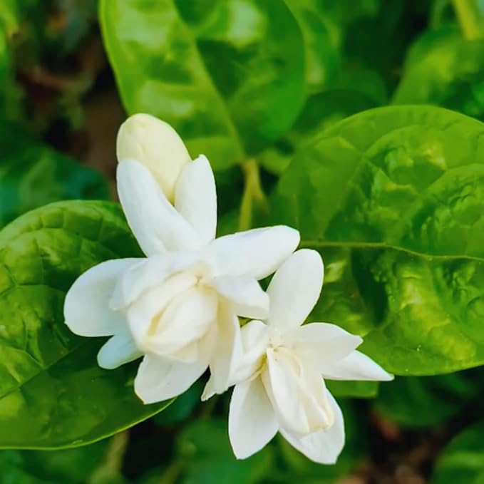 Jasmine Plants Live, Set 3 of Sambac Arabian Jasmine Live Plants, 5 Inches to 7 Inches Long, Plant for Indoors Or Outdoor Gardening