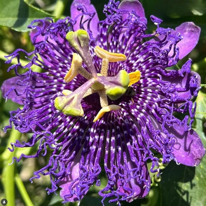 Passion Flower Plant Live, 5 to 8 Inch Tall Passiflora Vine, Fragrant Climbing Plant for Garden or Trellis, No Pot, Well-Rooted (Purple Passion Flower)
